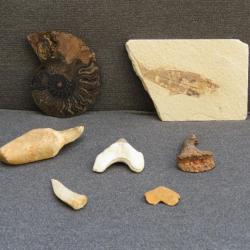 Lot de fossiles mosasaure, otodus, ammonite à petit prix