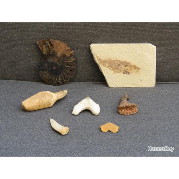 Lot de fossiles mosasaure, otodus, ammonite  petit prix