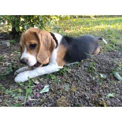 Chiot Beagle tricolore