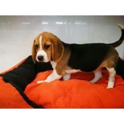 Chiot beagle cherche un nouveau maitre