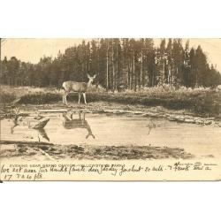 Chasse - Carte postale , biche Yellowstone park 1906