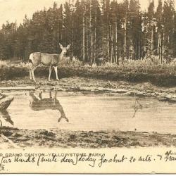 Chasse - Carte postale , biche Yellowstone park 1906