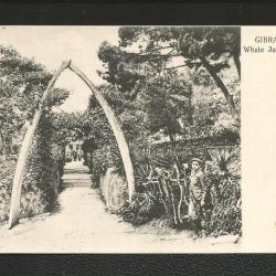 Carte postale ancienne Pêche : Mâchoire de baleine