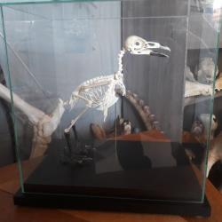 Squelette complet de corneille sous vitrine; Corvus corone