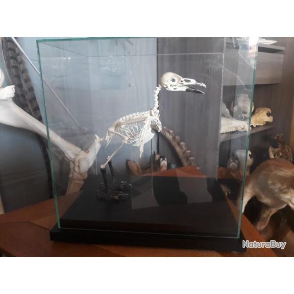 Squelette complet de corneille sous vitrine; Corvus corone