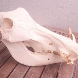 Crâne de phacochère #S22(2)