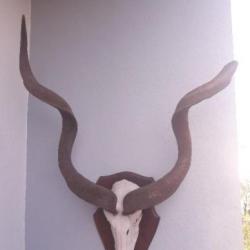 Trophée de Grand Kudu ; Tragelaphus strepsiceros