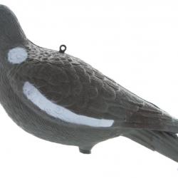 Appelant pigeon ramier sans pattes