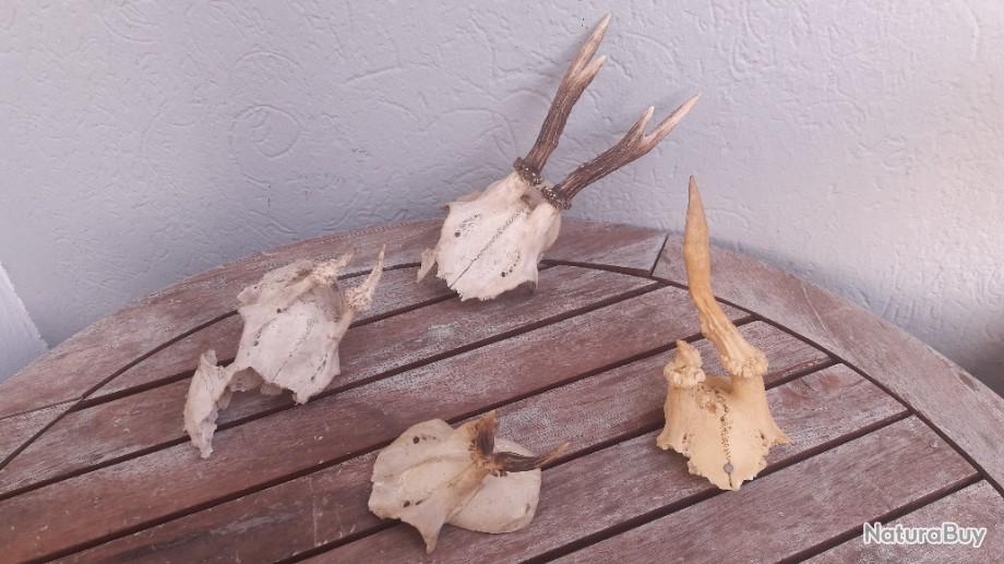 Comment Faire Un Massacre De Chevreuil En Video Lot de 4 massacres de chevreuil tête bizarde - Massacres (9455529)