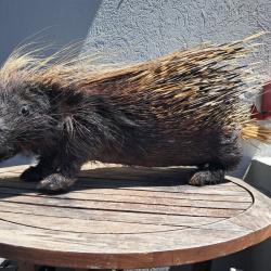 Taxidermie de Porc épic Africain ; Hystrix cristata