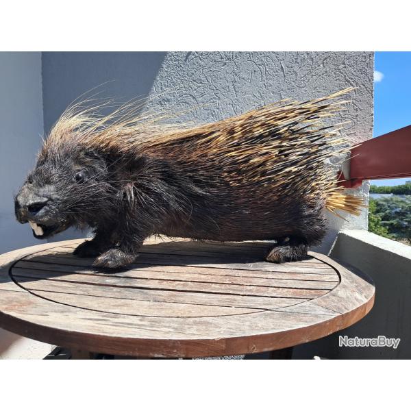 Taxidermie de Porc pic Africain ; Hystrix cristata