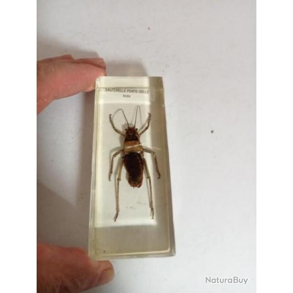 insecte  identifier sous rsine 4 x 7 cm