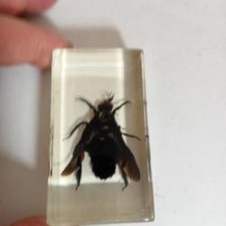 insecte à identifier sous résine 4 x 7,0 cm