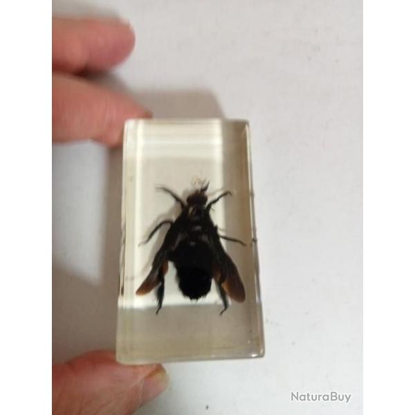 insecte  identifier sous rsine 4 x 7,0 cm