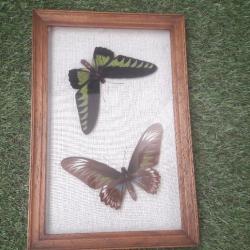 Couple de papillon Trogonoptera brookiana  sous cadre vintage