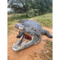 Crocodile en Afrique du Sud