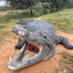 Crocodile en Afrique du Sud