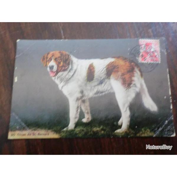 CP  ANIMALIER  ST BERNARD