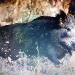 ACTION Chasse aux grand gibier 77840 NORD LIMITROPHE OISE ET AISNE ET NOUVEAU TERRITOIRE 77