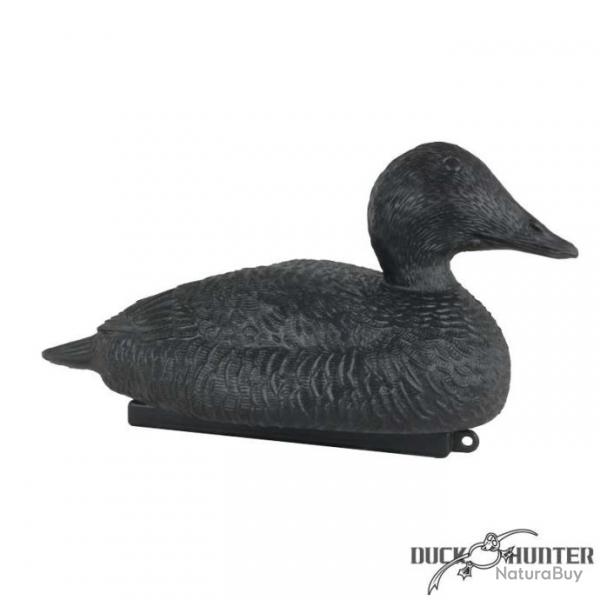 Forme d'eider noire magnum