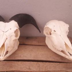 Lot crânes bélier du Cameroun ; mâle et femelle