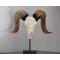 petites annonces chasse pêche : Taxidermie - Sculpture Sur Socle - Crane De Bélier Sculpté