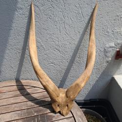 Massacre de Bongo ; Tragelaphus eurycerus