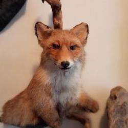 joli buste de renard