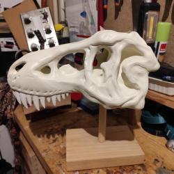 Crâne T rex