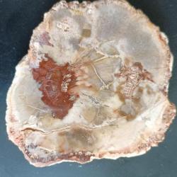Tranche de bois fossile Madagascar 8cm sur 9 cm , épaisseur 1,50 cm
