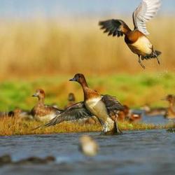 VOYAGE DE CHASSE PETIT GIBIER CANARD, PERDREAUX ,TOURTERELLES,PIGEON.. BONJOUR AMIS CHASSEUR