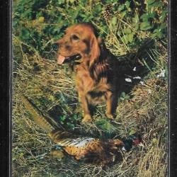 en sologne , il attend sa récompense , chien de chasse et faisan carte postale moderne