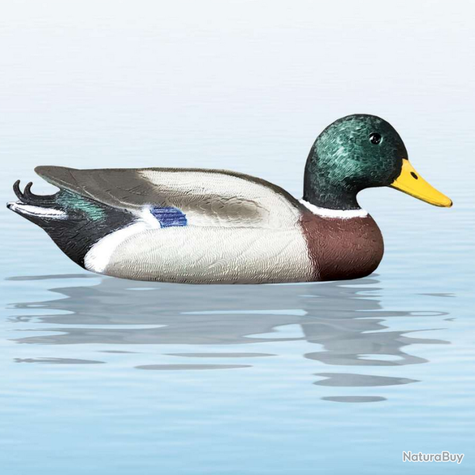 canard colvert en coupe