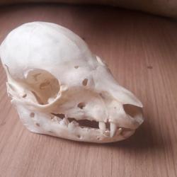 Crâne de porcelet #L3P(3)