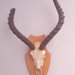 Trophée d' Impala avec corne cassée de son vivant ; Aepyceros melampus