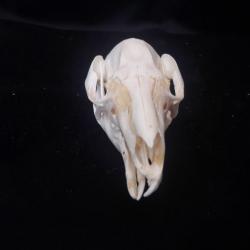 Crâne de wallaby avec malformation ( Wry nose )