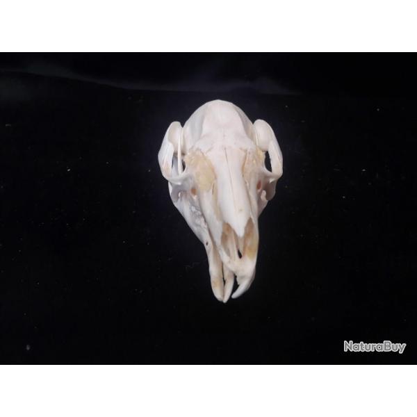 Crne de wallaby avec malformation ( Wry nose )