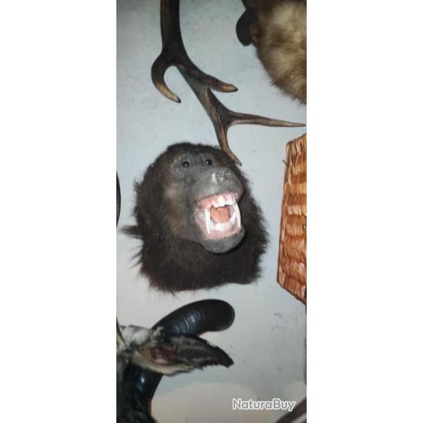 Trophe de babouin
