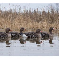 Formes d'oie rieuse flottante AvianX x4