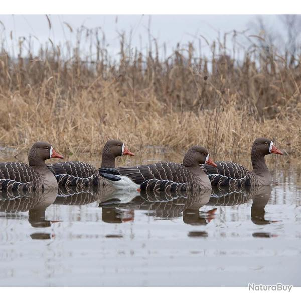 Formes d'oie rieuse flottante AvianX x4