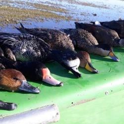 Canards en Argentine