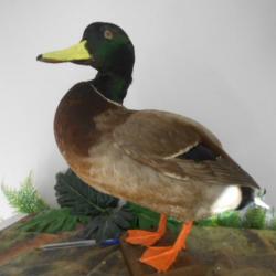 canard colvert