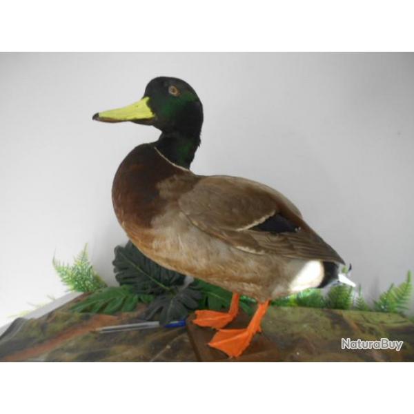 canard colvert