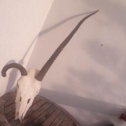 Crâne d' Oryx avec malformation