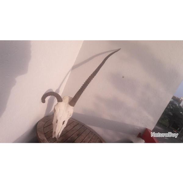 Crne d' Oryx avec malformation