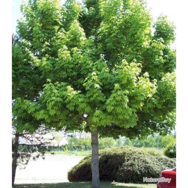 rable Plane Acer Platanoides 30-40 Cm Racines Nues Vendu De Novembre  Mars