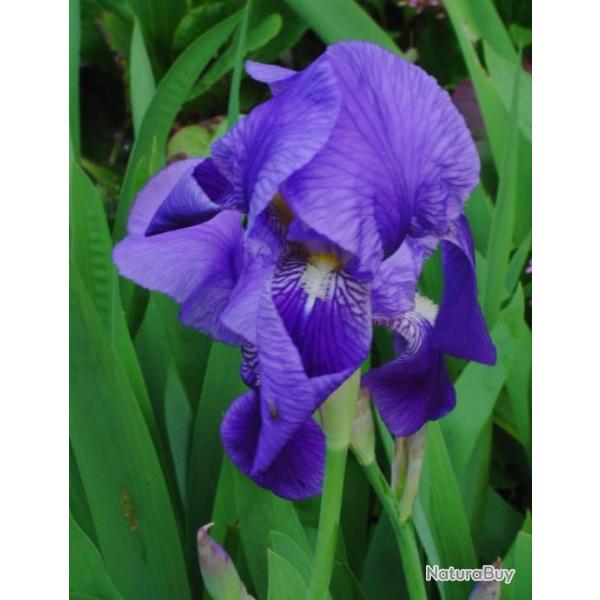 lot de 3 Iris Germanica Iris Commun Barbu 3 Rhizomes