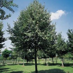 1 tilleul commun  30 cm racines nues