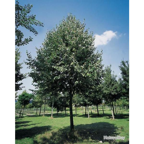 1 tilleul commun  30 cm racines nues