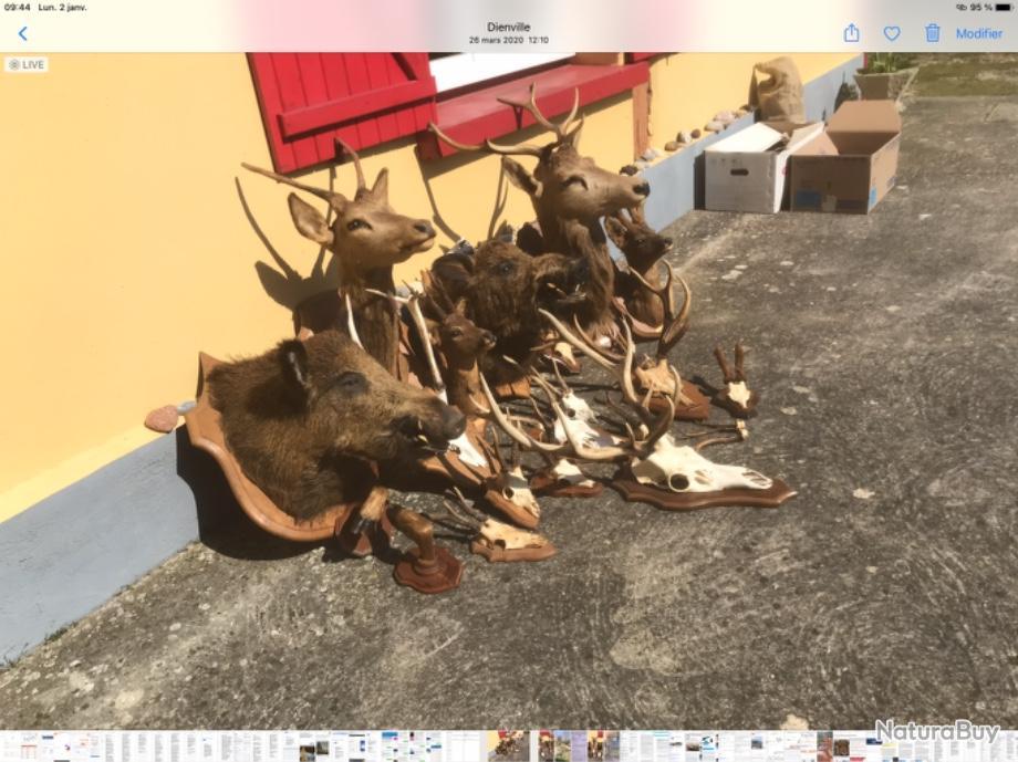 Comment Faire Un Massacre De Chevreuil En Video Vends massacres de chevreuil 10€.De Cerf 40€.Têtes de Cerf et Sanglier